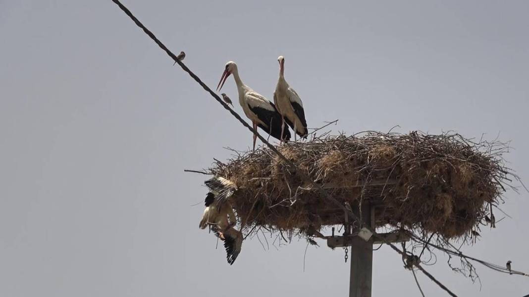 Yaren leylek ile eşi Nazlı'dan 10 gün sonra sevindiren haber! Su ve mineral kaybı ile enfeksiyon vardı 6